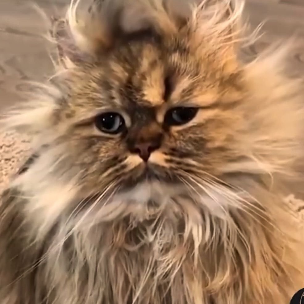 Кот Барнаби