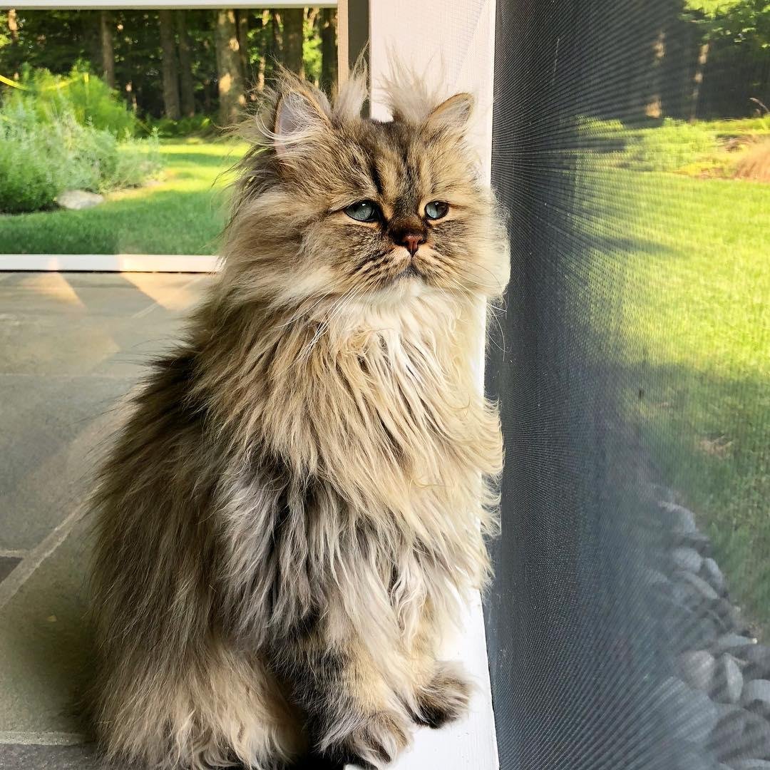 Barnaby_Persian кот