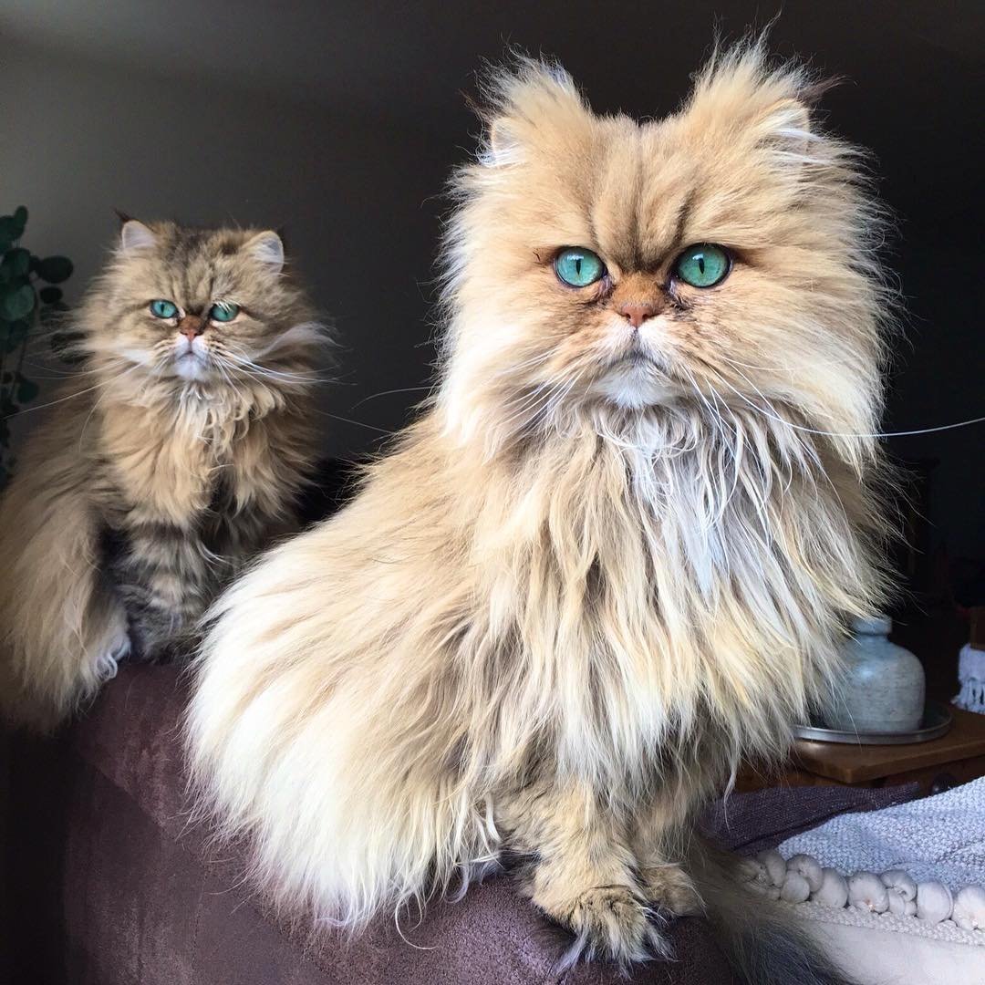 Сколько живут персидские. Барнаби Персидская кошка. Классический персидский кот. Персидские котята. Персидская экстремальная кошка.