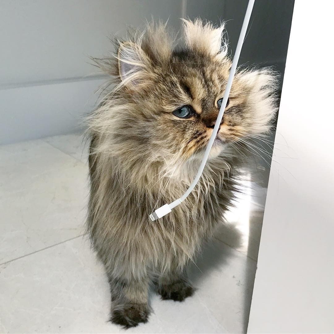 Кот Джон Сноу