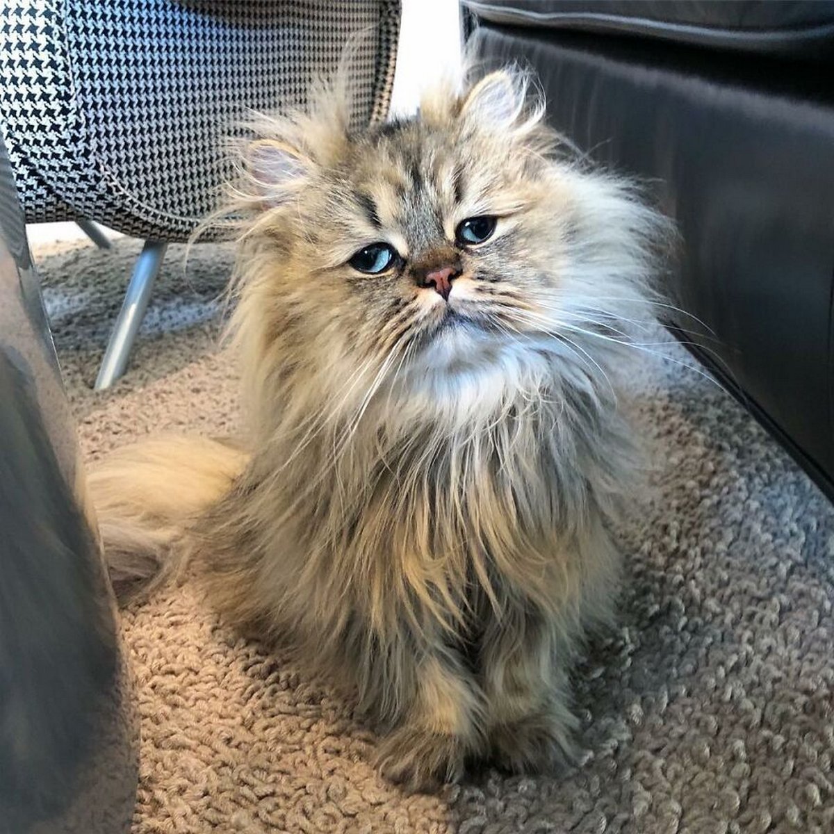 Barnaby_Persian кот