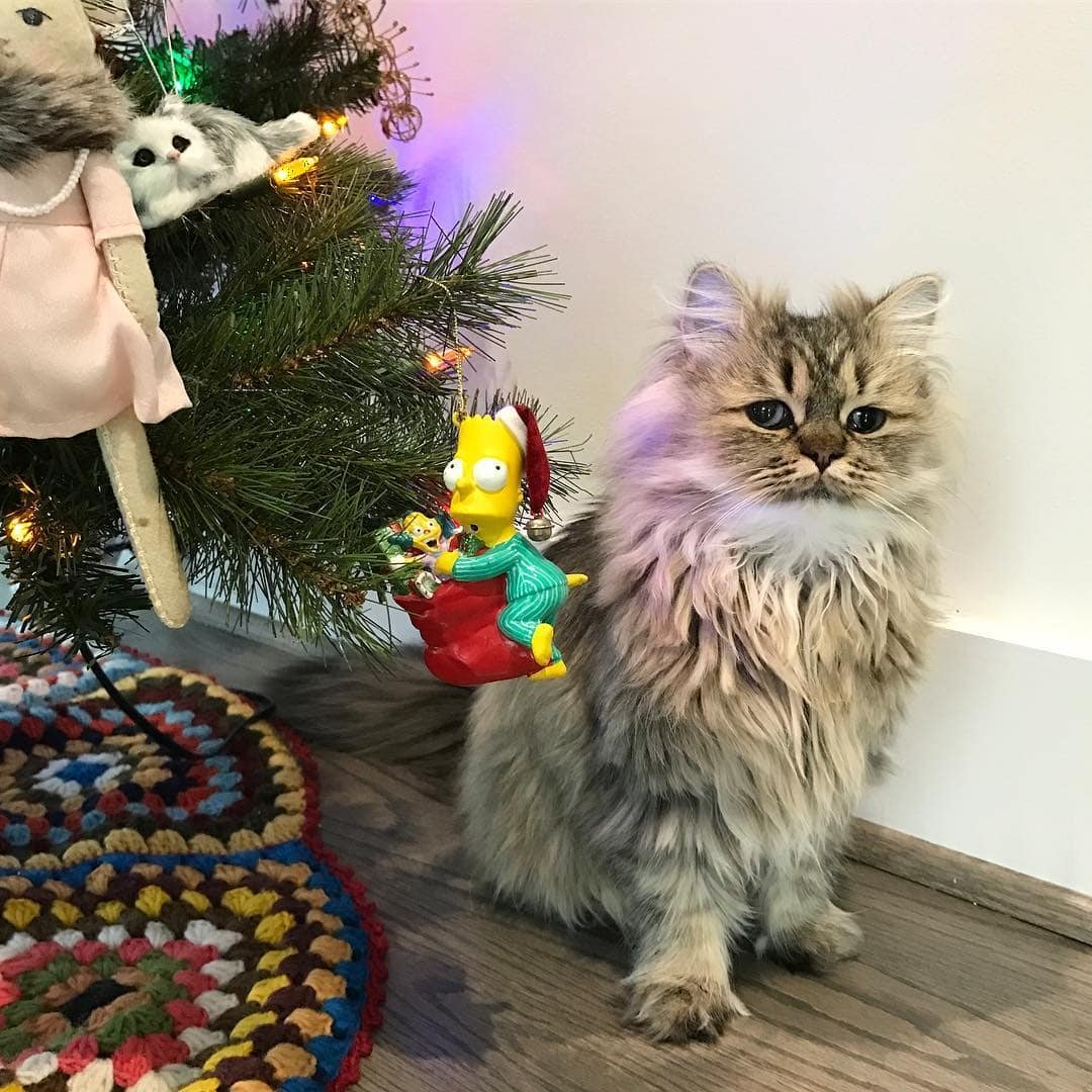 Барнаби персидский кот