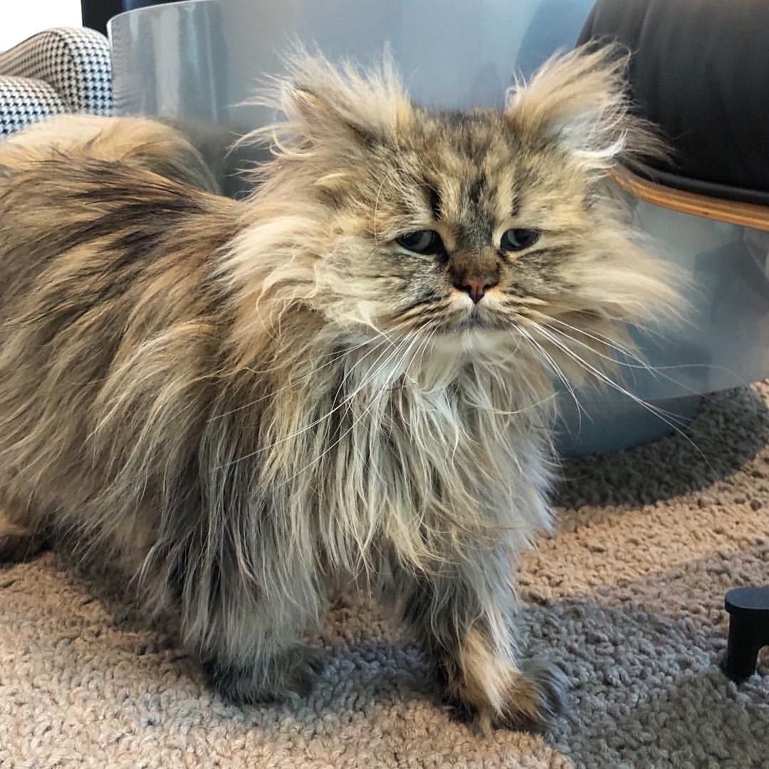 Барнаби персидский кот