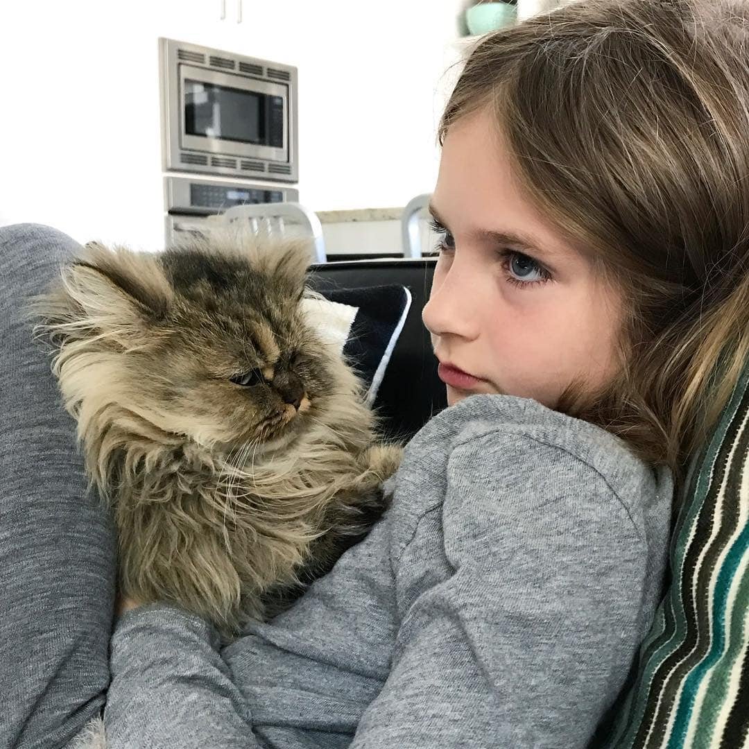 Взъерошенный кот