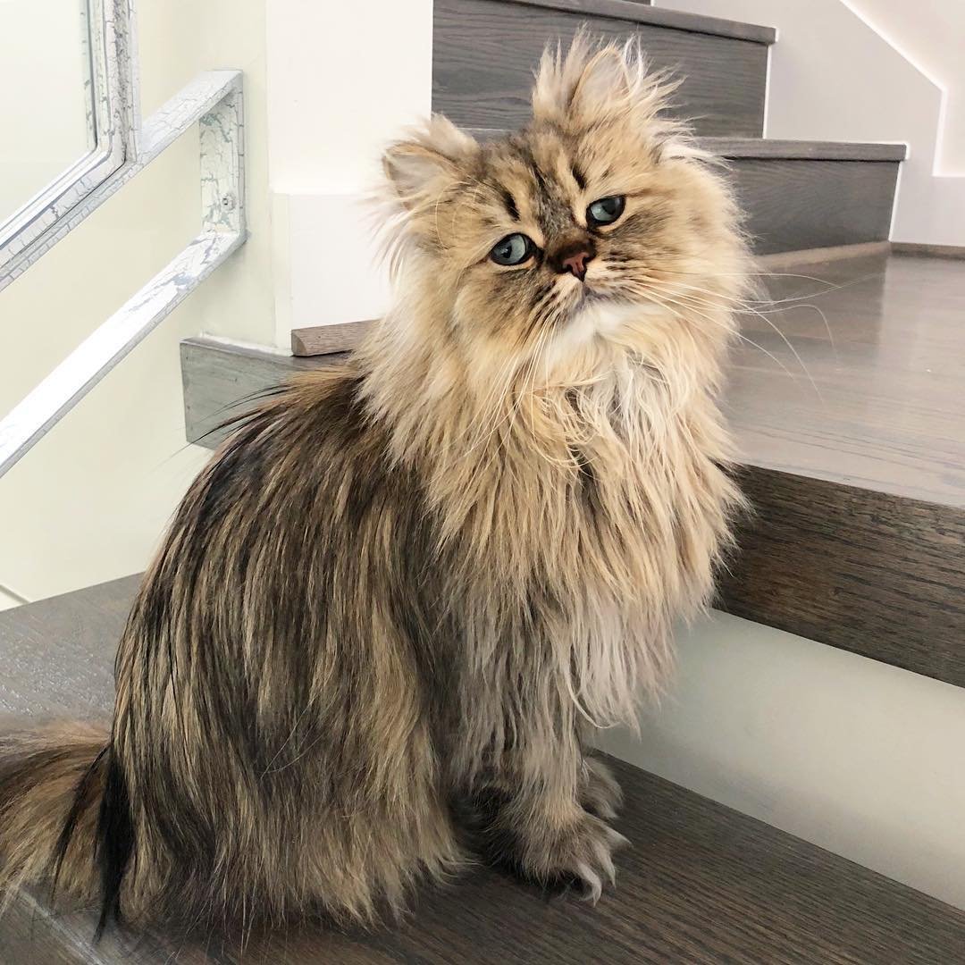 Barnaby_Persian кот