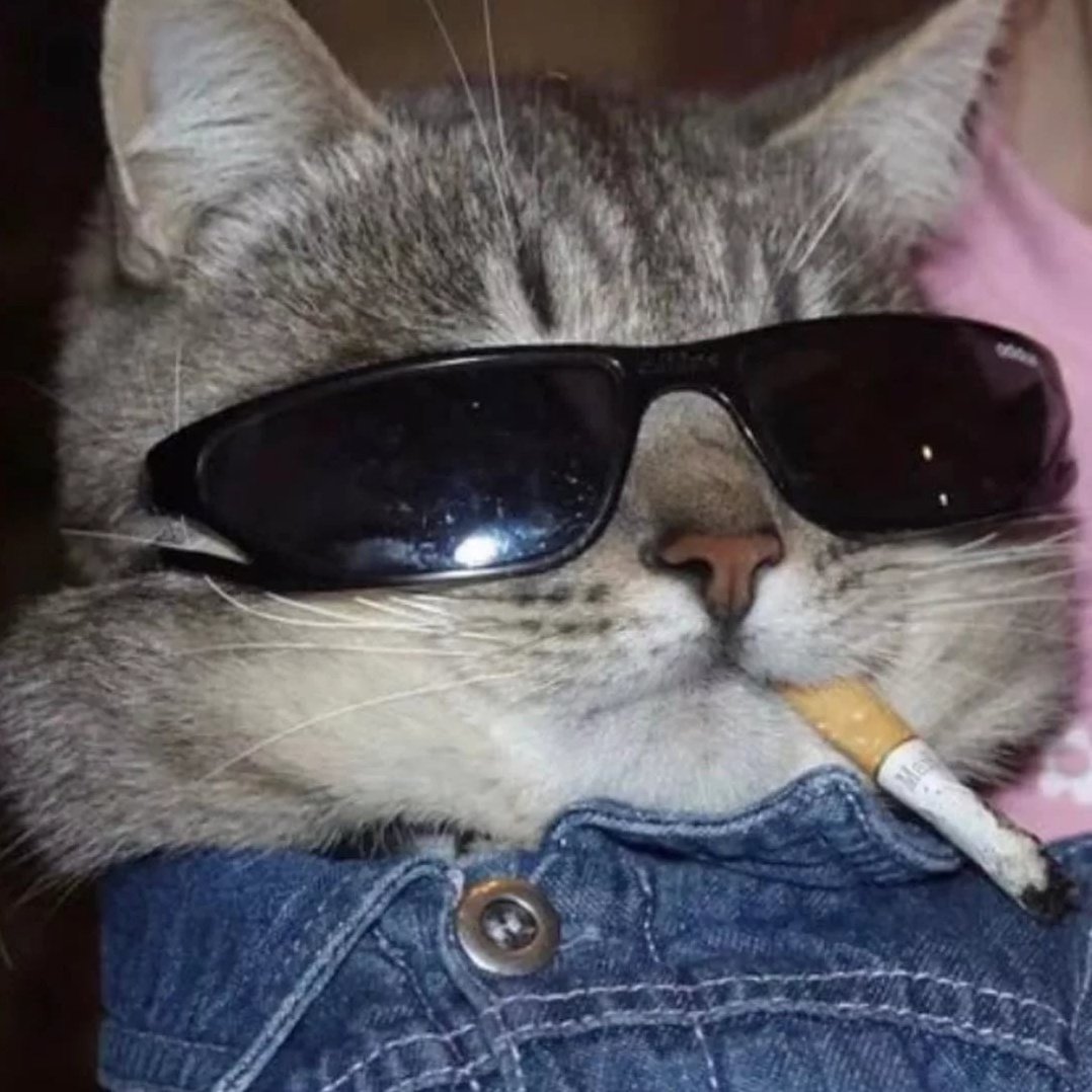 Белый кот в очках