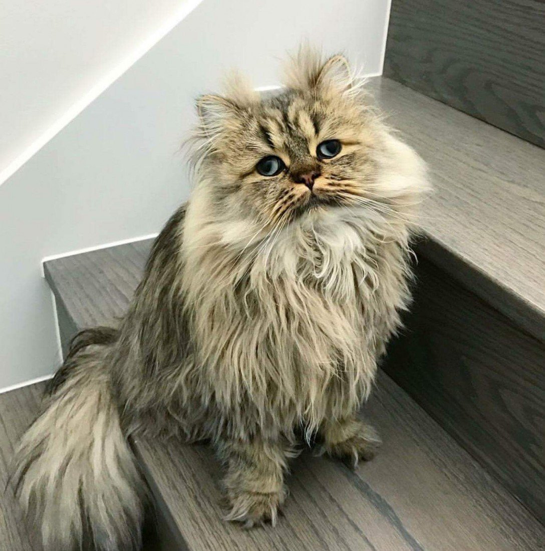 Популярные коты