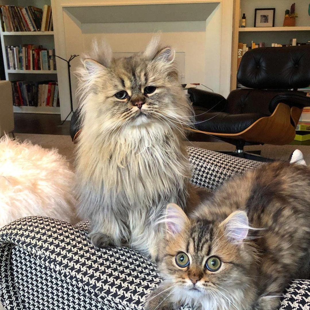 Кот Барнаби