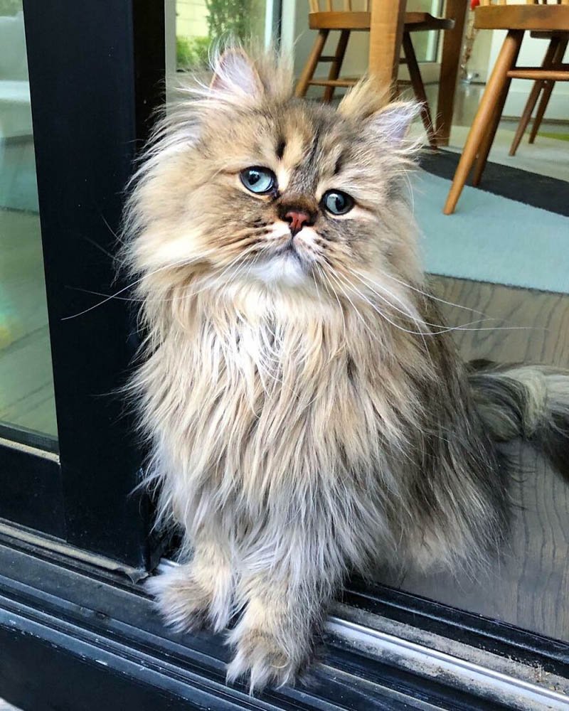 Barnaby_Persian кот