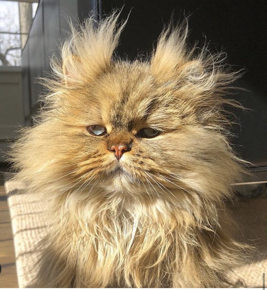 Джудит Керр c котом