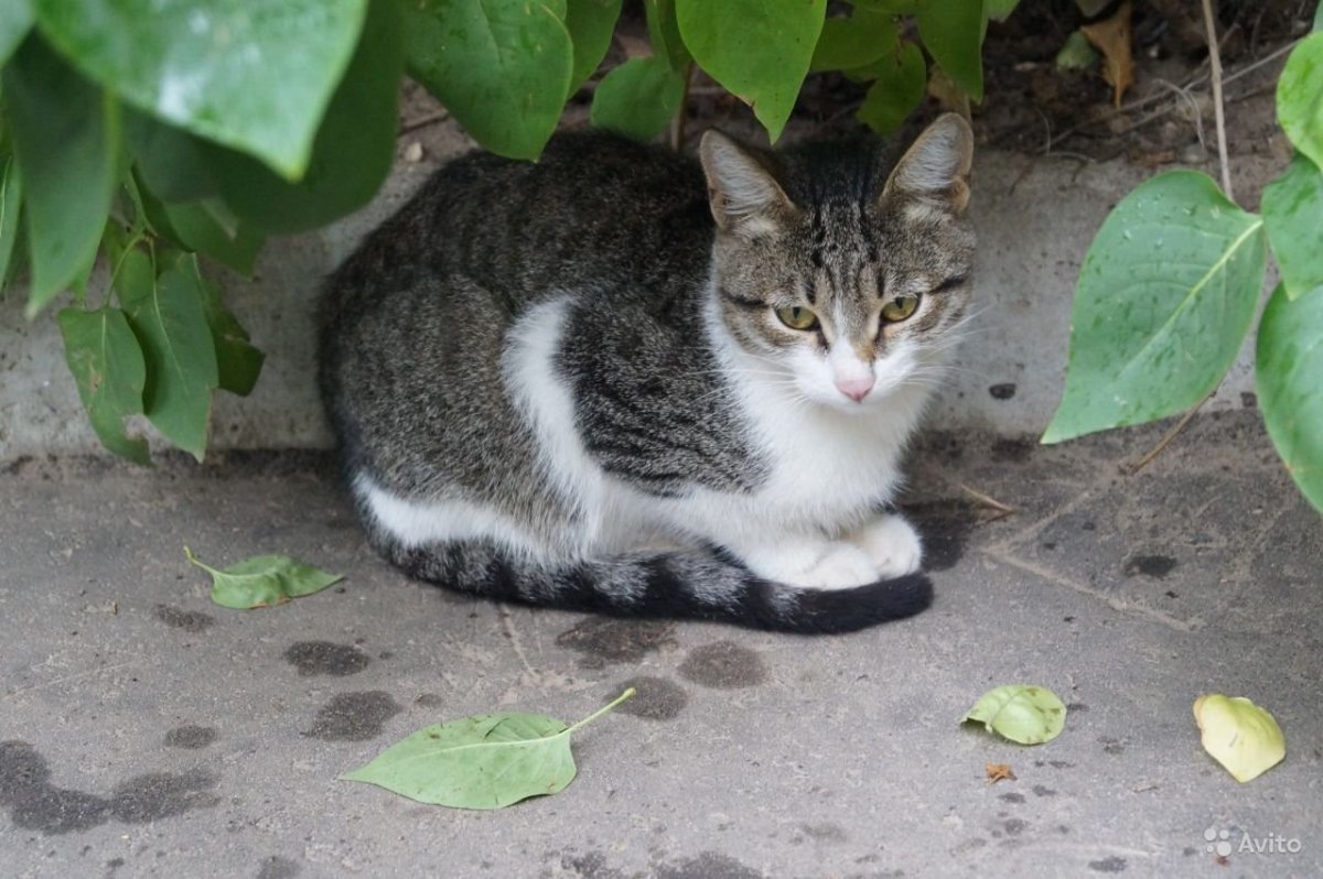 Короткошерстная Сибирская крысоловка