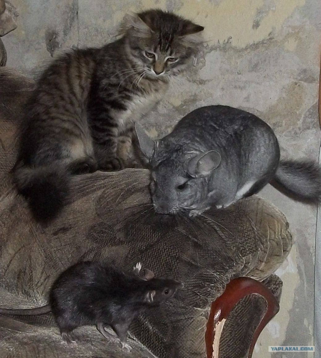 Капкан для Криса