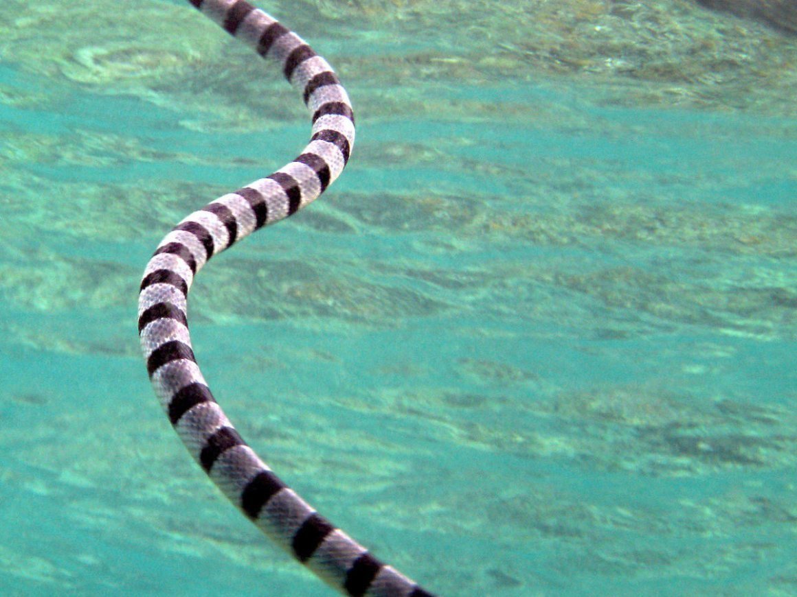 Морская змея Белчера