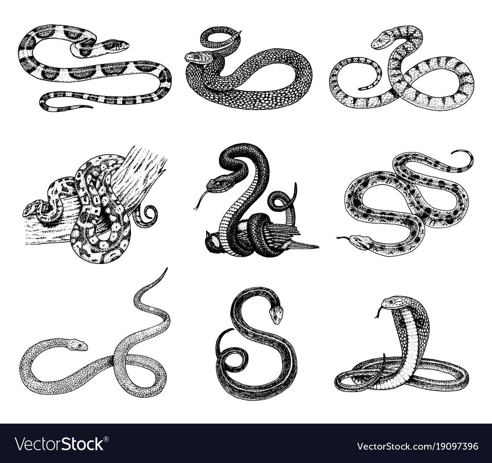 Переводные татушки виде змеи