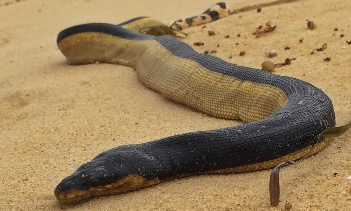 Морская змея пеламида