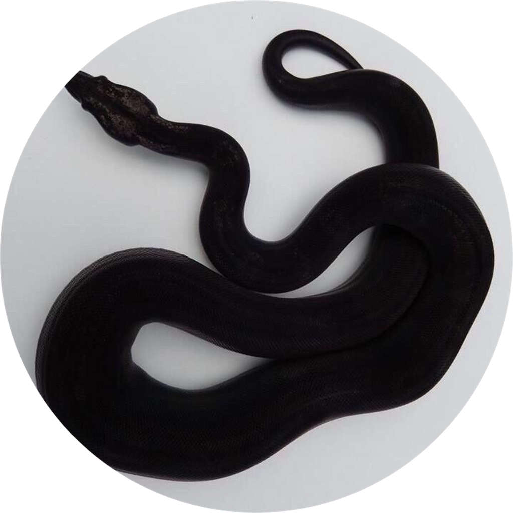 Змеи питон черный