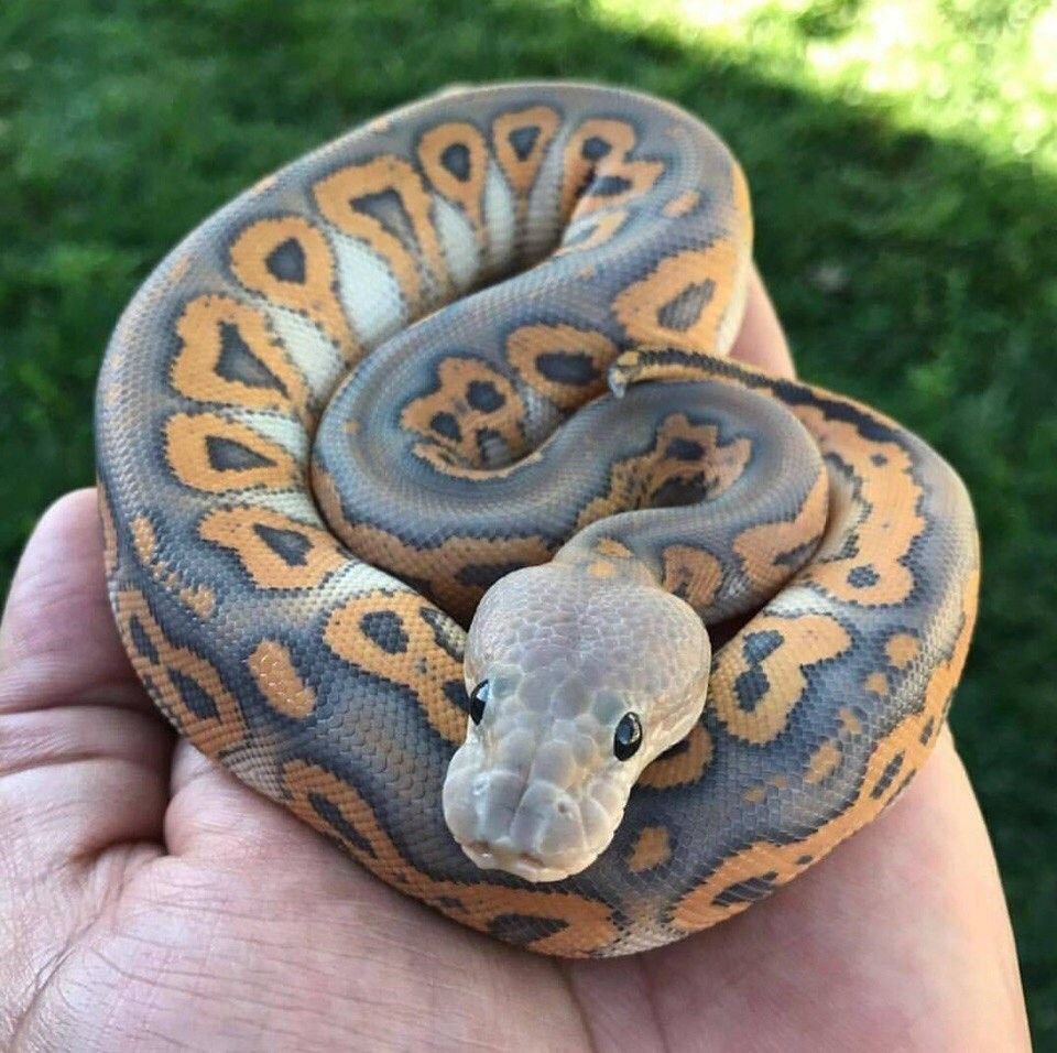 Королевский питон