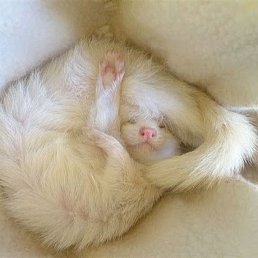 Хорек дрыхнет с высунутым языком