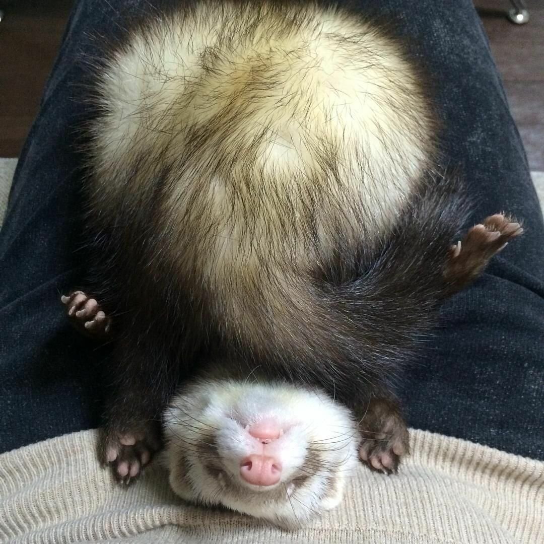 Милые сонные животные