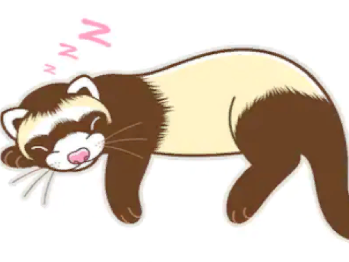 Сибирский хорек