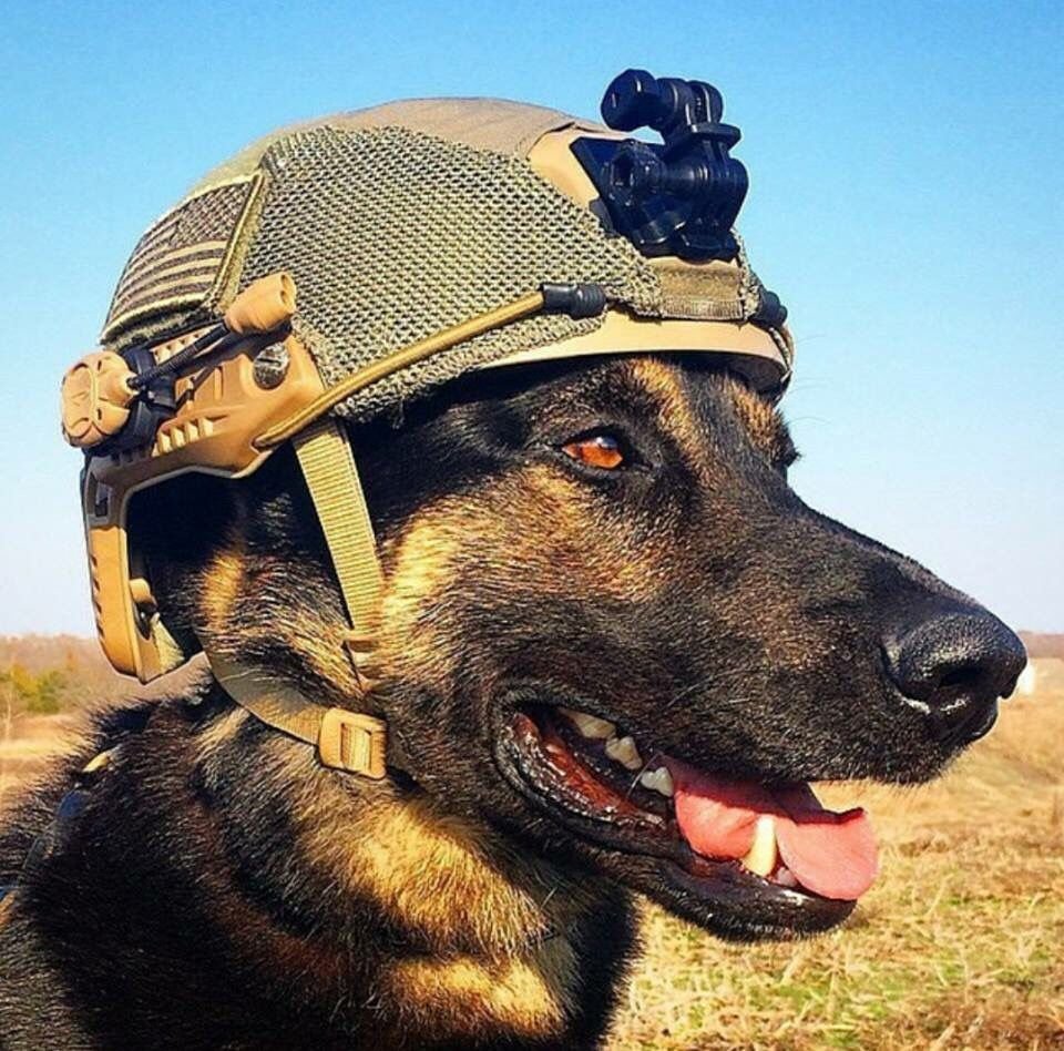 K9 овчарка Army