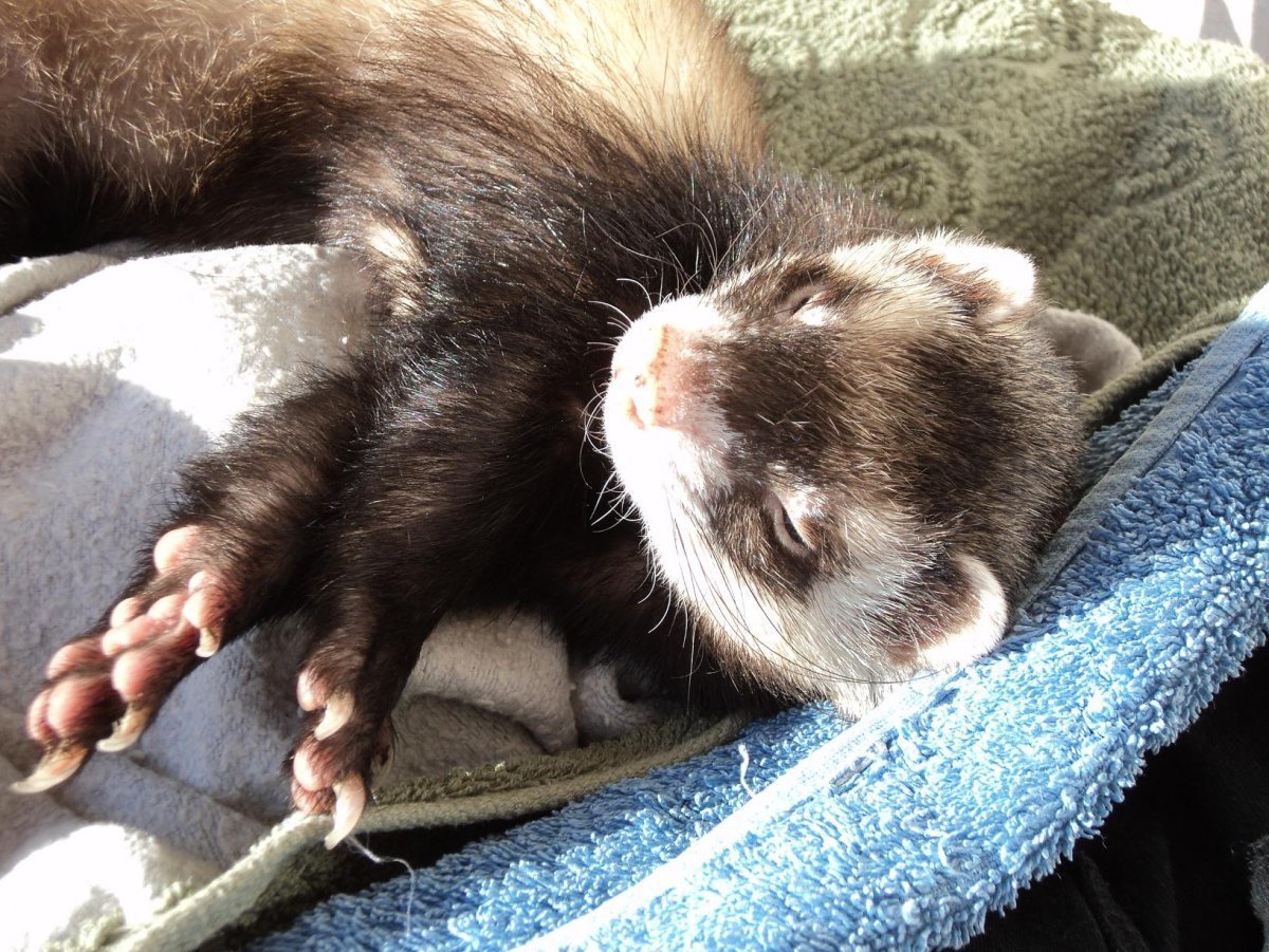 Хорек прикол