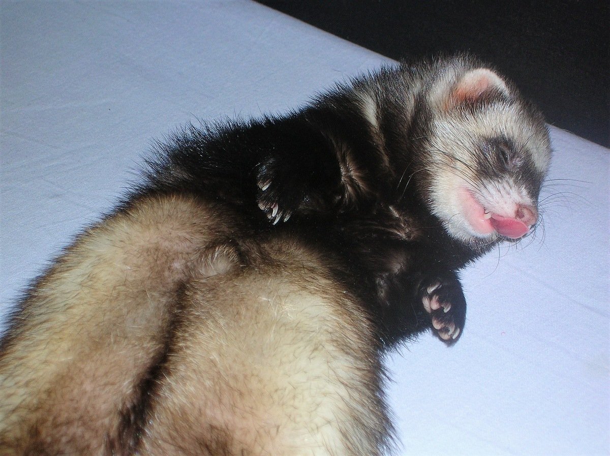 Спящие хорьки