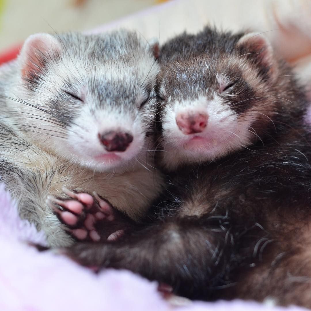 Эстетичные хорьки