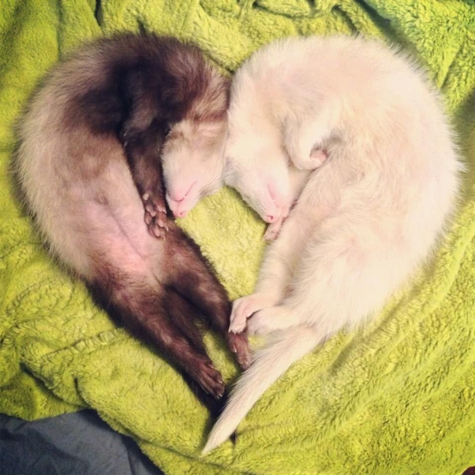 Зевок хорька