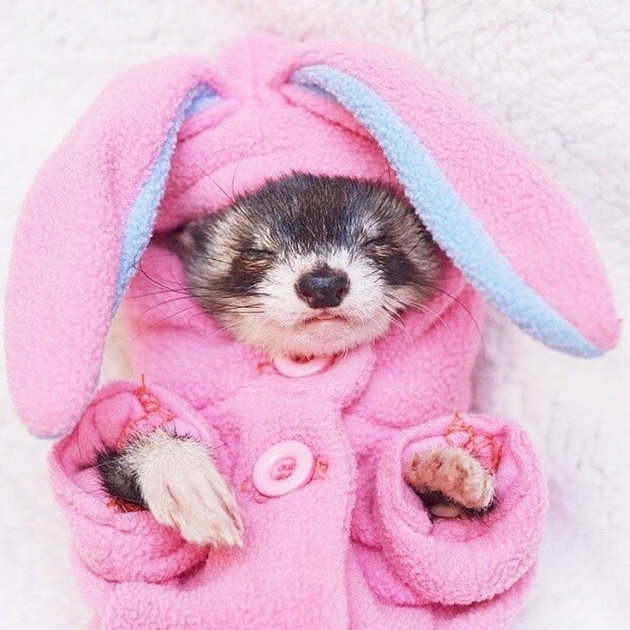 Сонный хорек черный