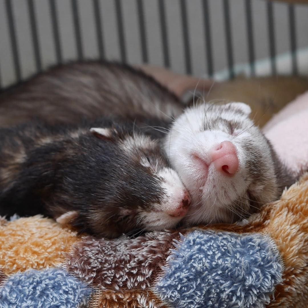 Сонный хорек