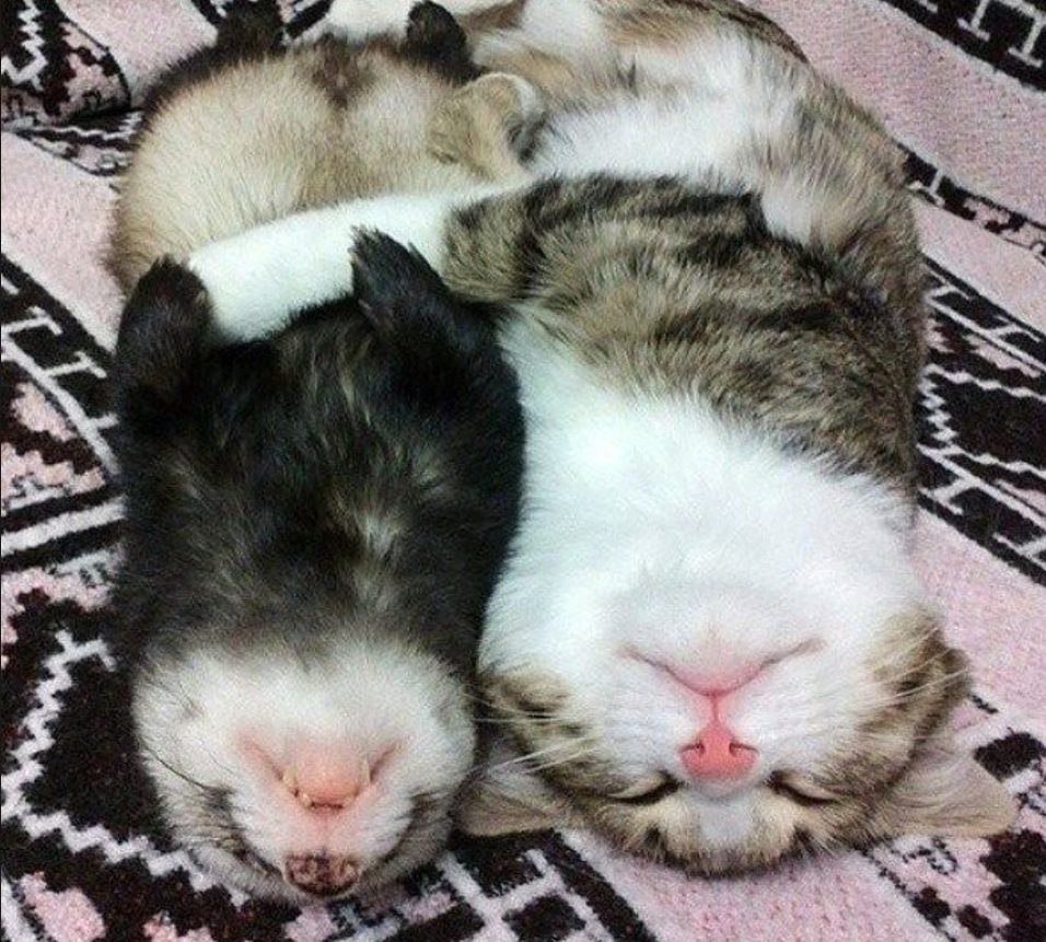 Книга животные