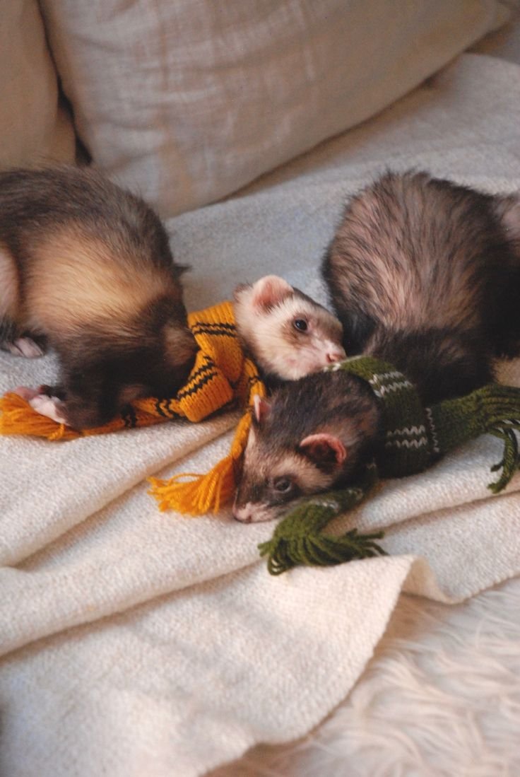 Спящий хорек