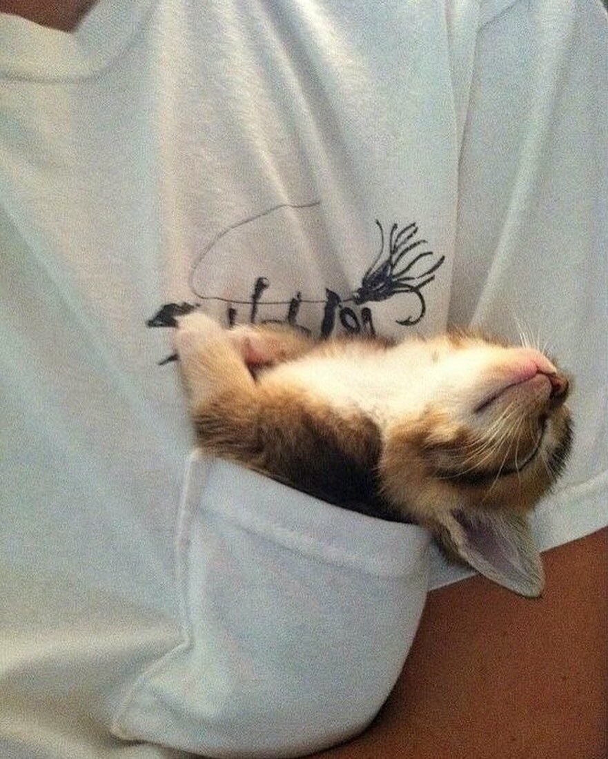 Хорьки спят вместе