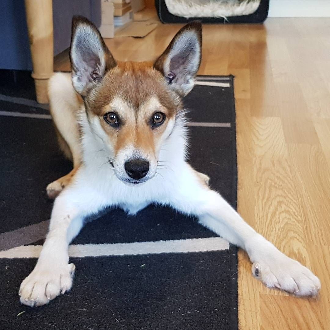 Норвежский лундехунд