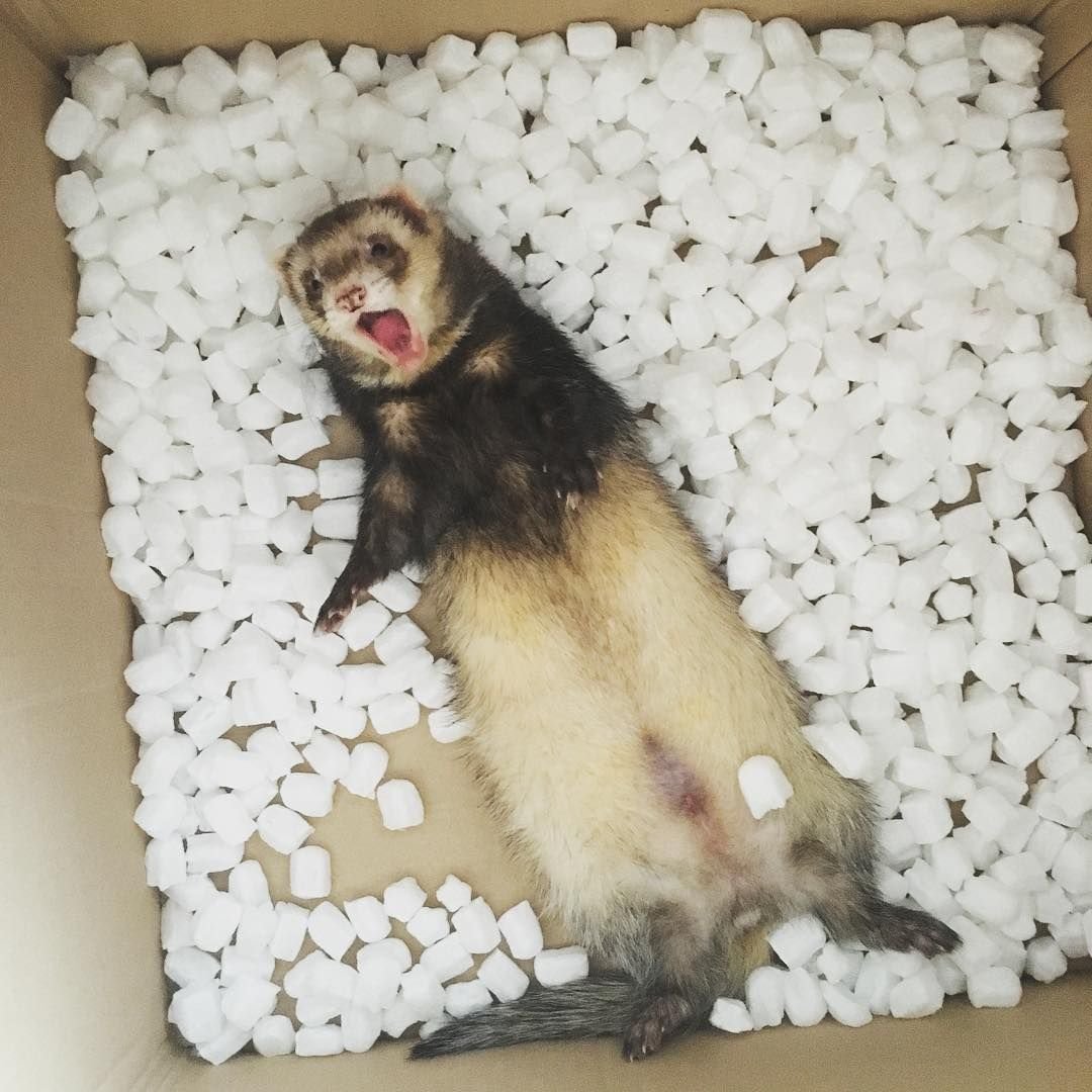 Кот и хомяк спят