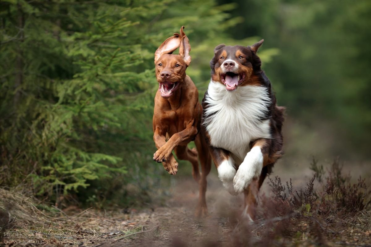 Собака в движении