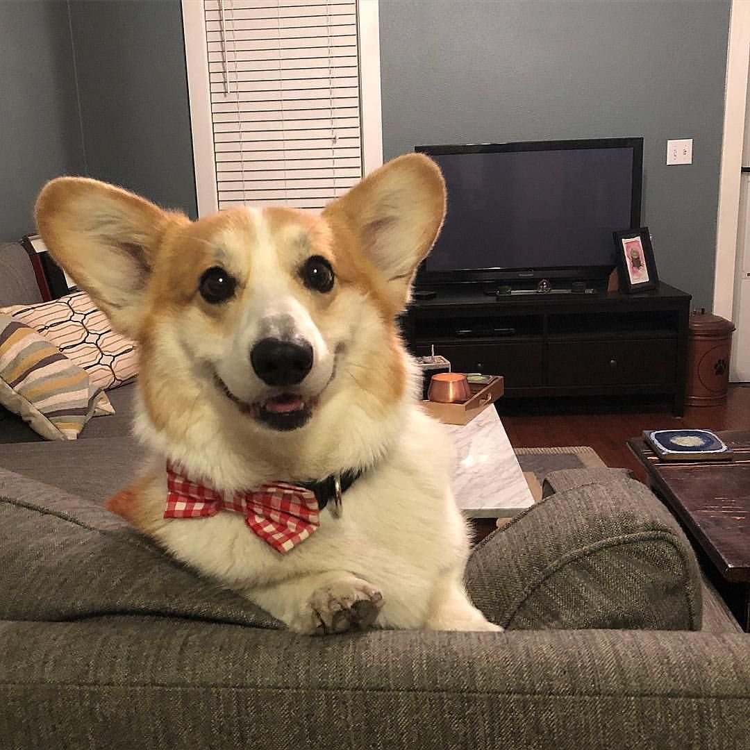 Корги Симба