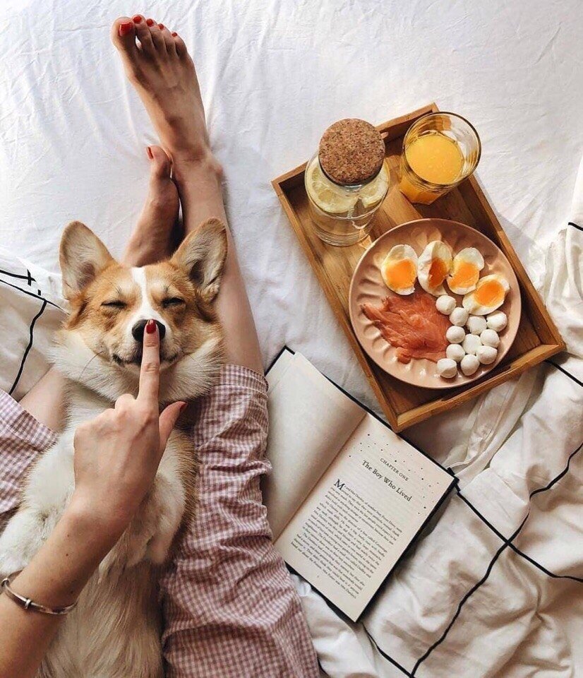 Собака утро