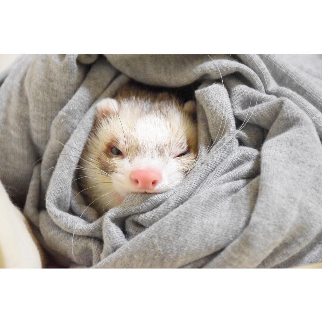 Грызу одеяло