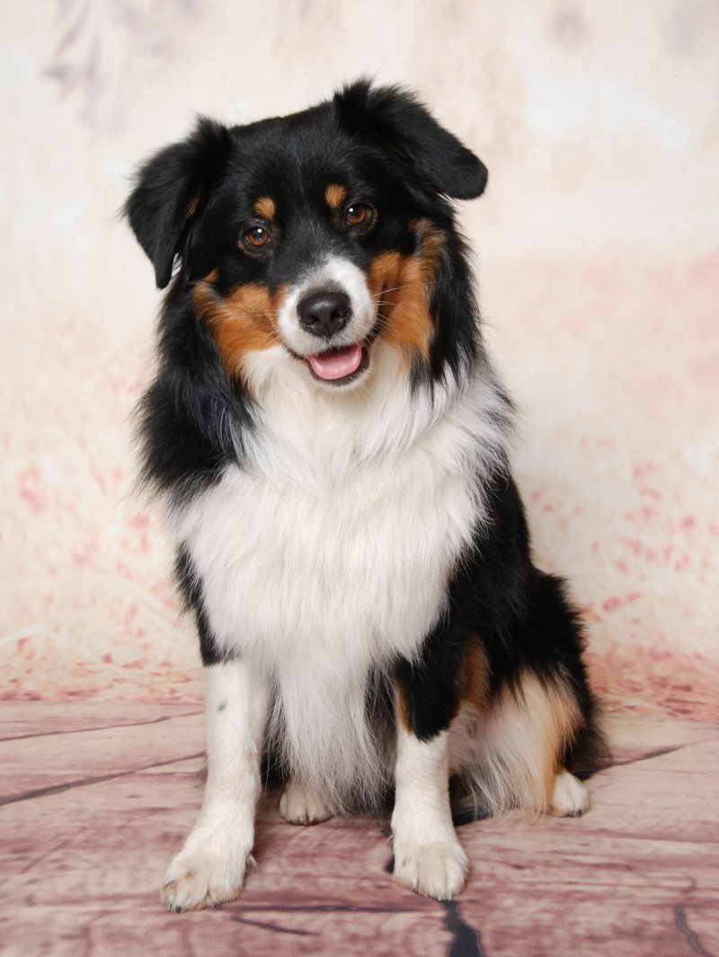 Австралийская овчарка аусси Триколор