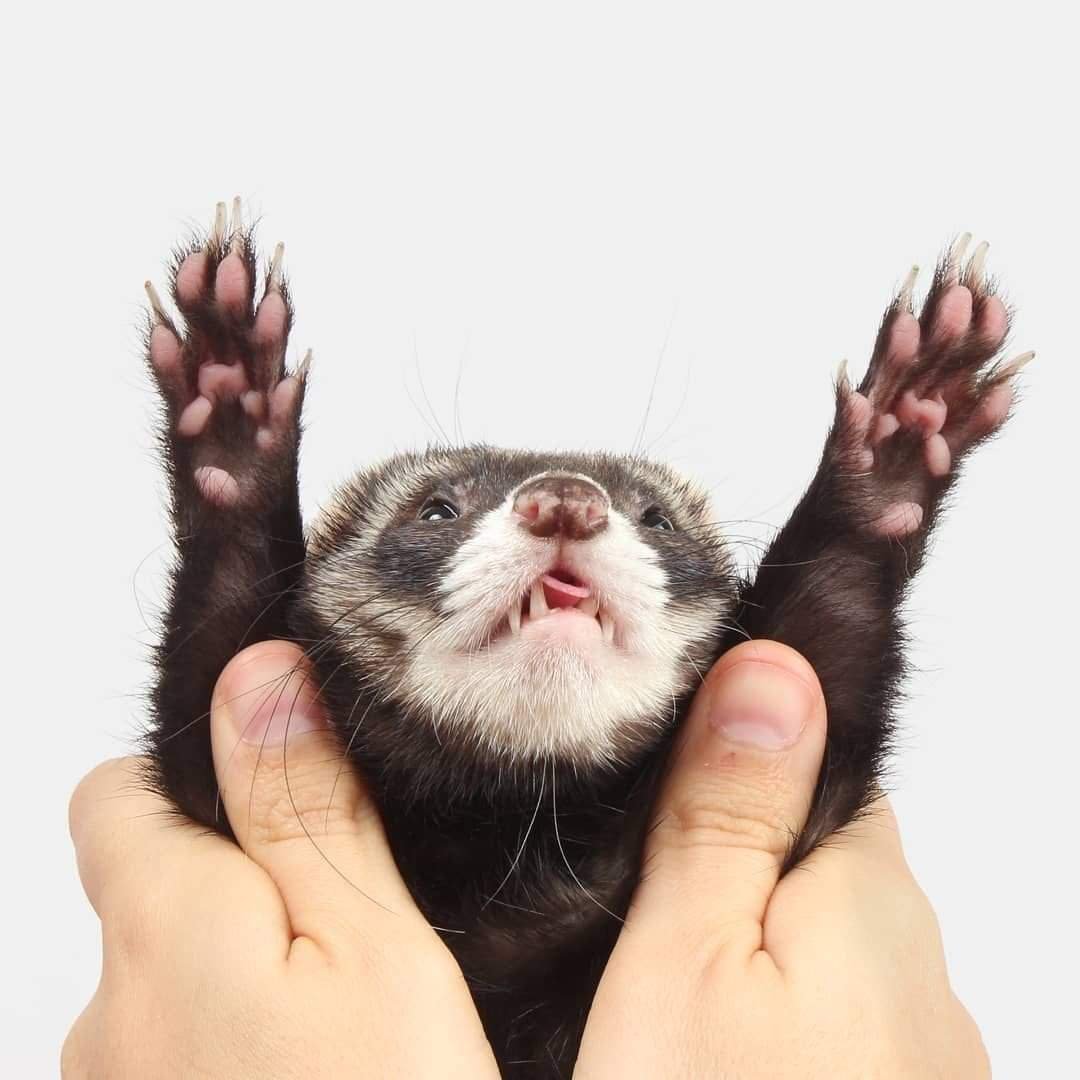 Животные в кровати