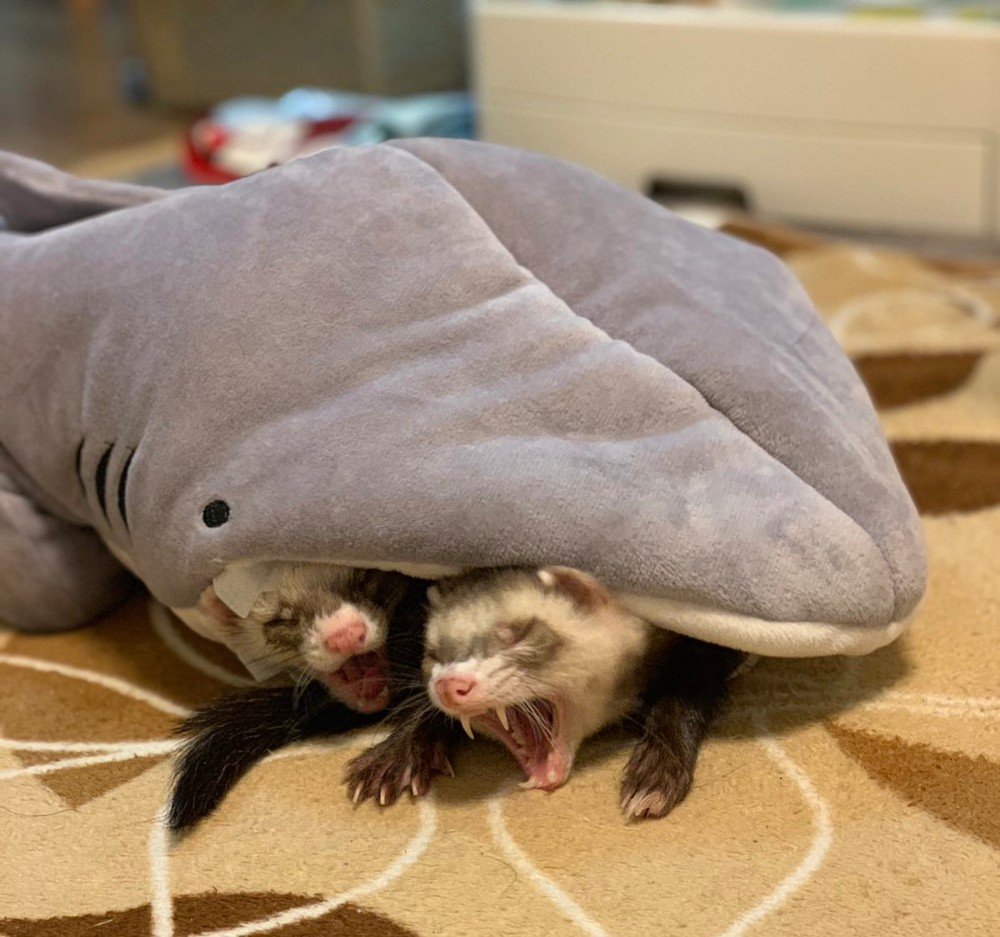 Милые хорьки