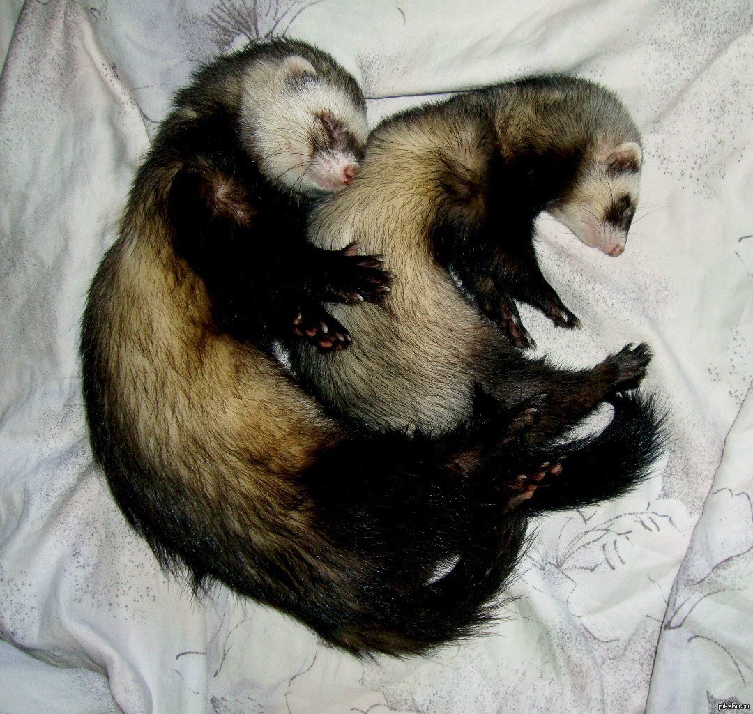 Два хорька спят