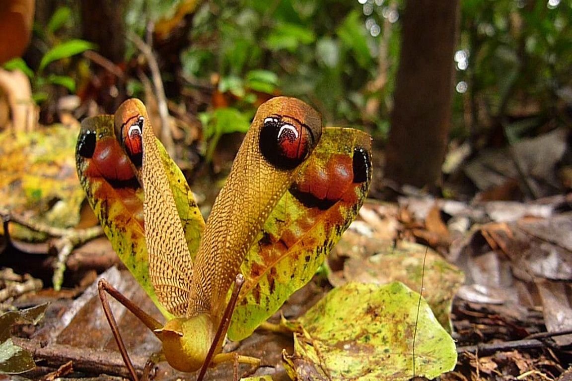 Насекомые тропических лесов Южной Америки