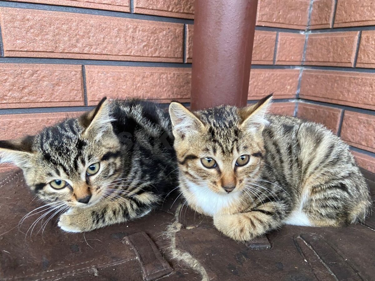 Сибирский Крысолов кошка