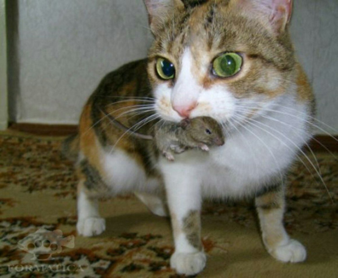Сибирский Крысолов кошка