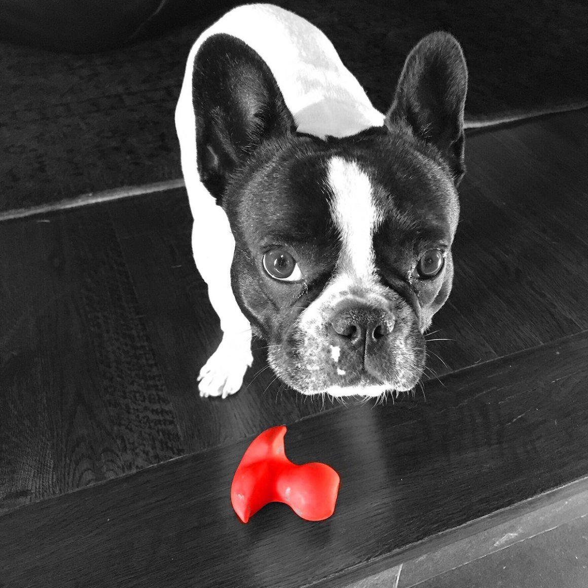 Бульдог терьер