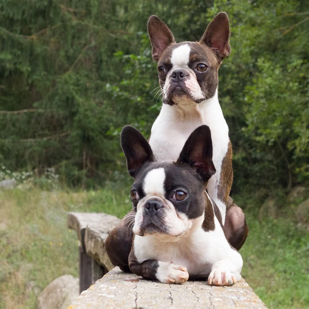 Бостон-терьер и французский бульдог