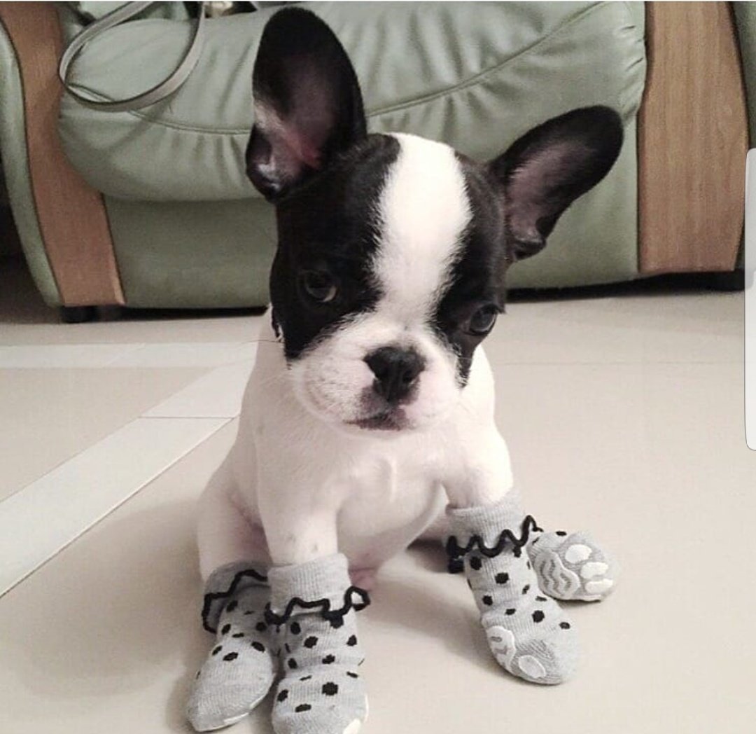 Бостон терьер некупированный